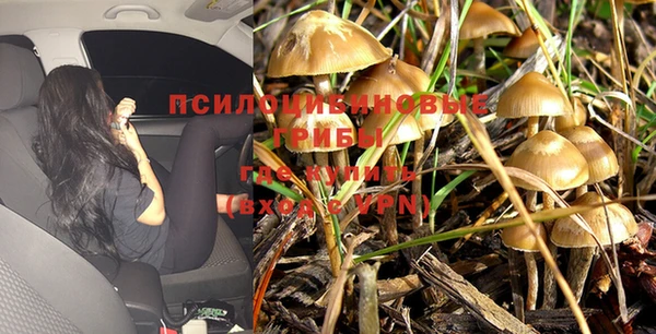 гидра Надым