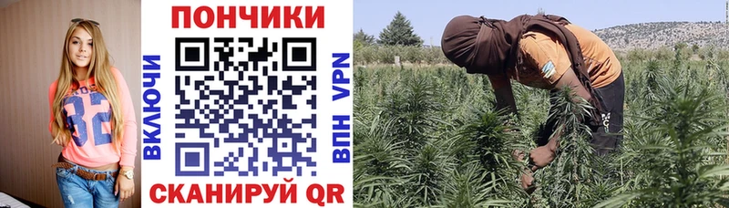 Бошки Шишки сатива  даркнет официальный сайт  Бакал 